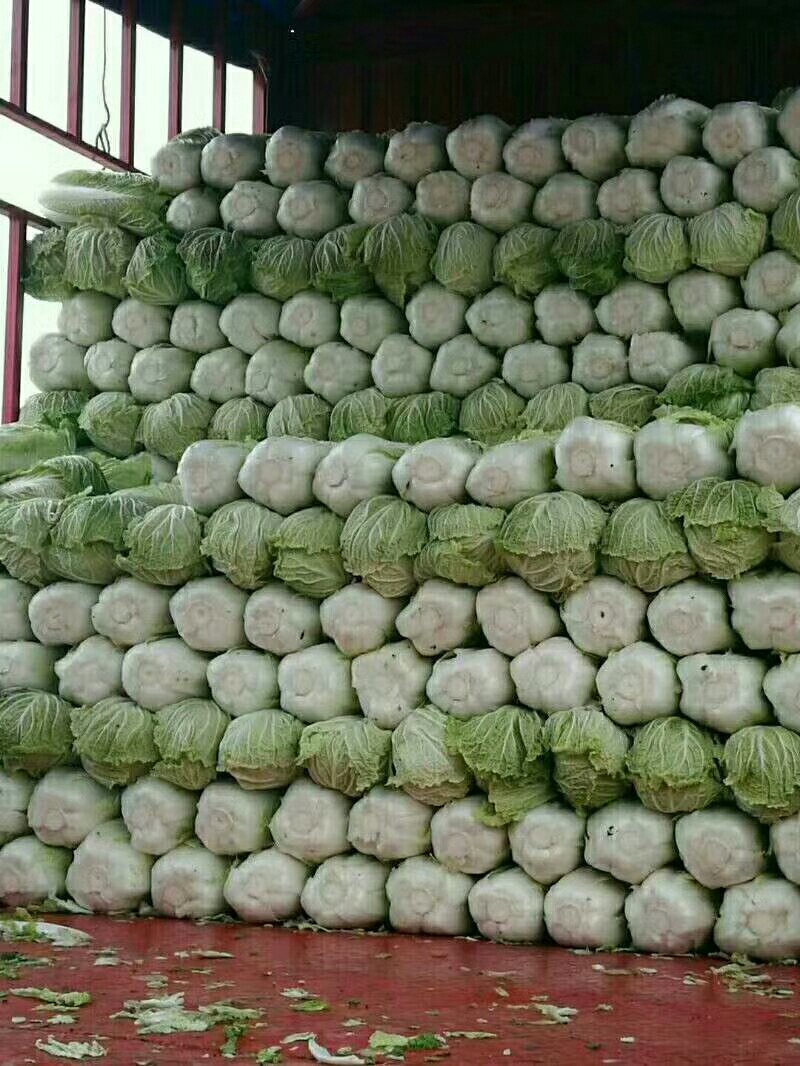 河北定州大白菜大量上市