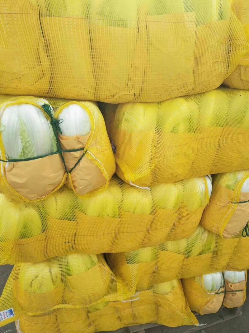 河北定州黄心白菜大量上市
