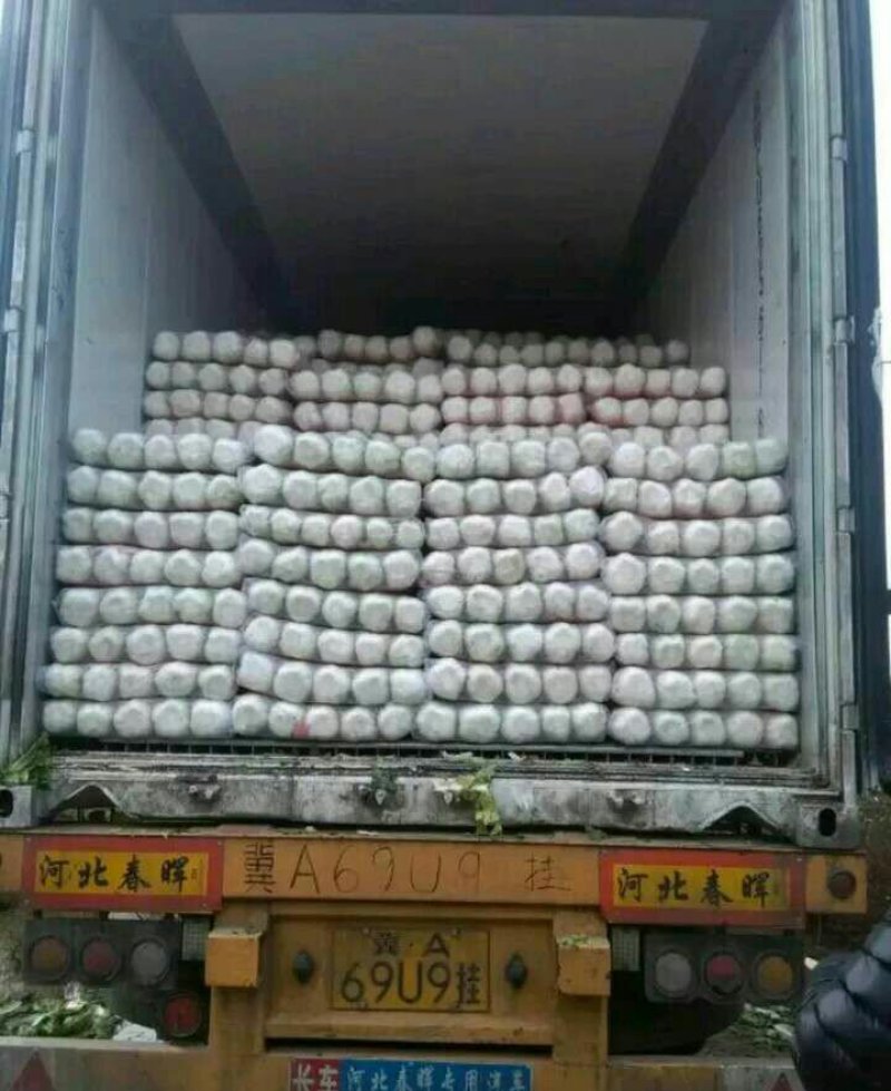 河北定州黄心白菜大量上市
