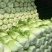 河北定州黄心白菜大量上市