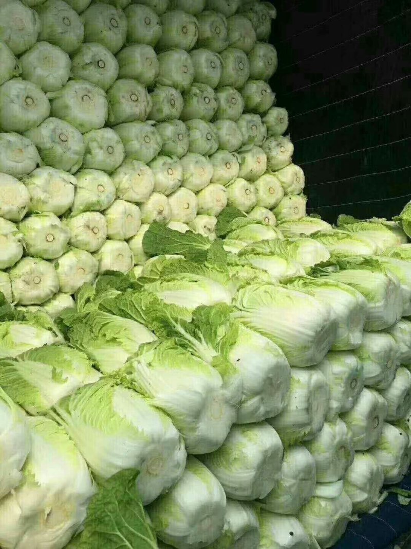 河北定州黄心白菜大量上市