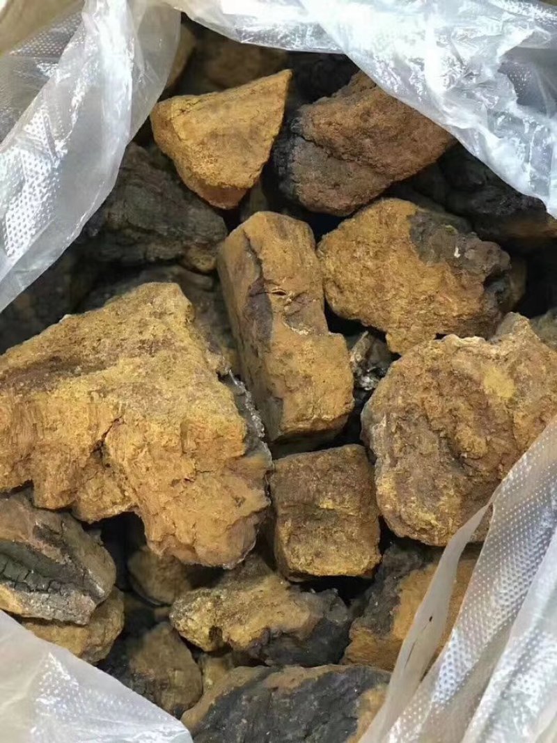 桦褐孔菌白桦茸桦树茸长白山野生桦褐孔菌桦树茸