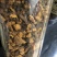 桦褐孔菌白桦茸桦树茸长白山野生桦褐孔菌桦树茸