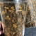桦褐孔菌白桦茸桦树茸长白山野生桦褐孔菌桦树茸
