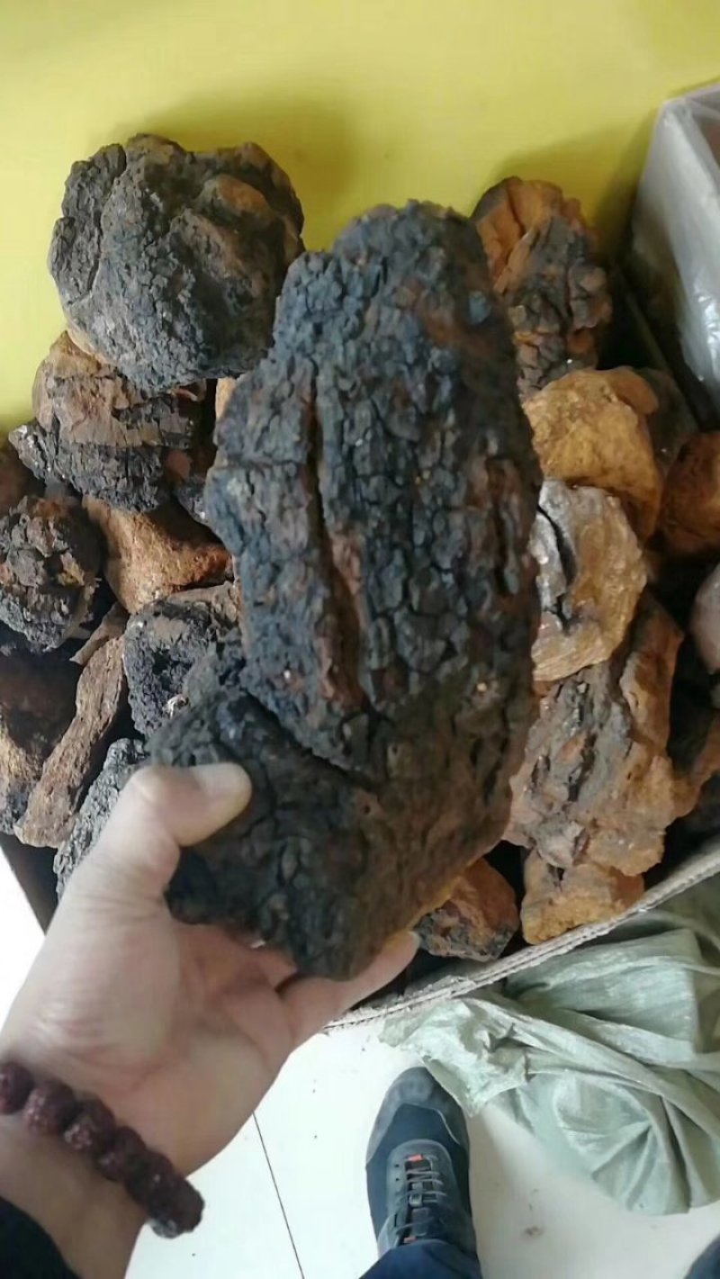 桦褐孔菌白桦茸桦树茸长白山野生桦褐孔菌桦树茸