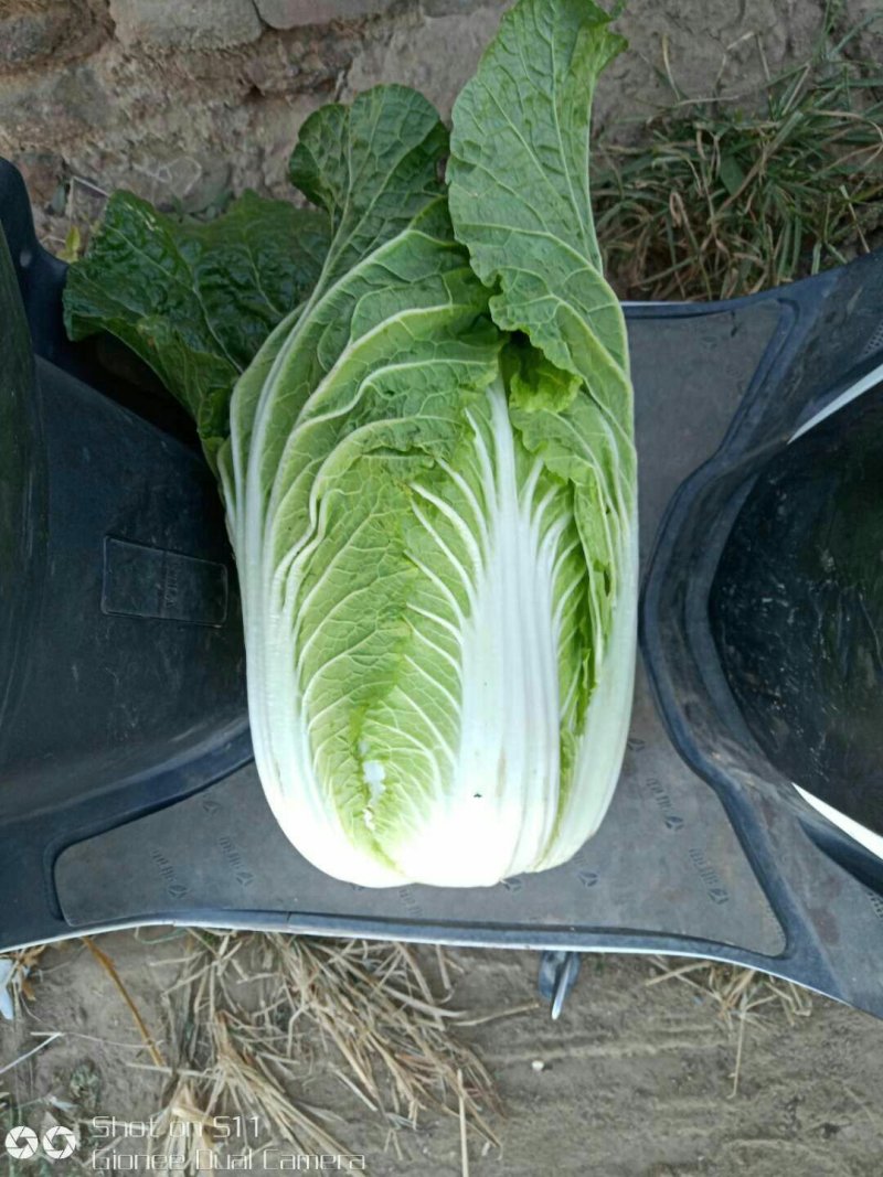河北定州黄心白菜大量上市
