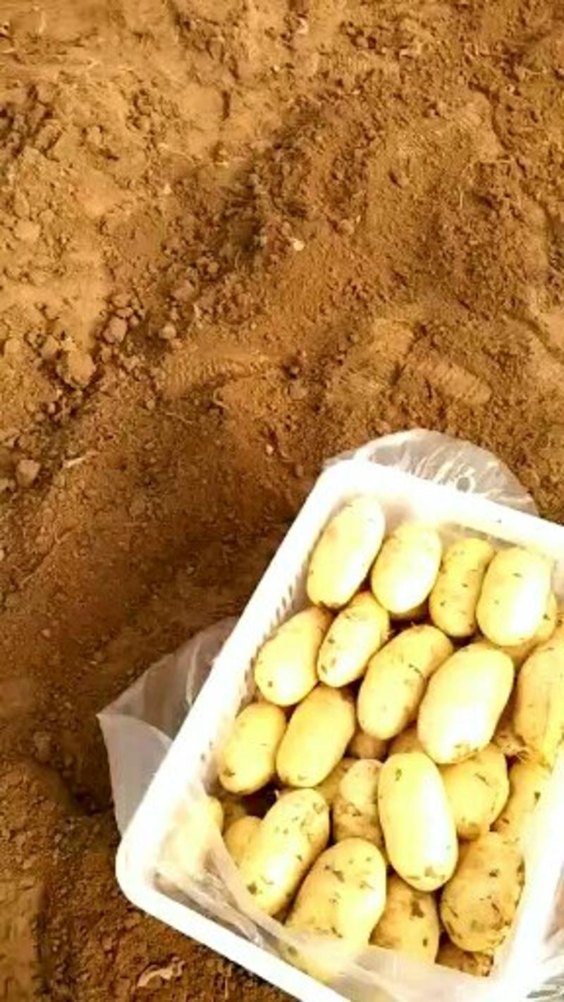 山东2024年三模新土豆大量上市，冷库开始接受预定