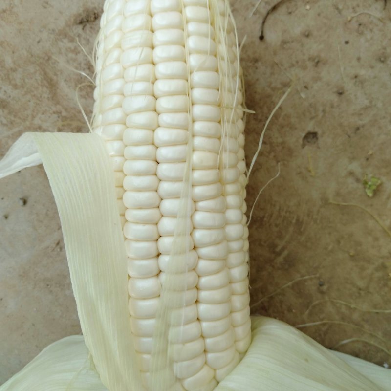 万糯2000玉米