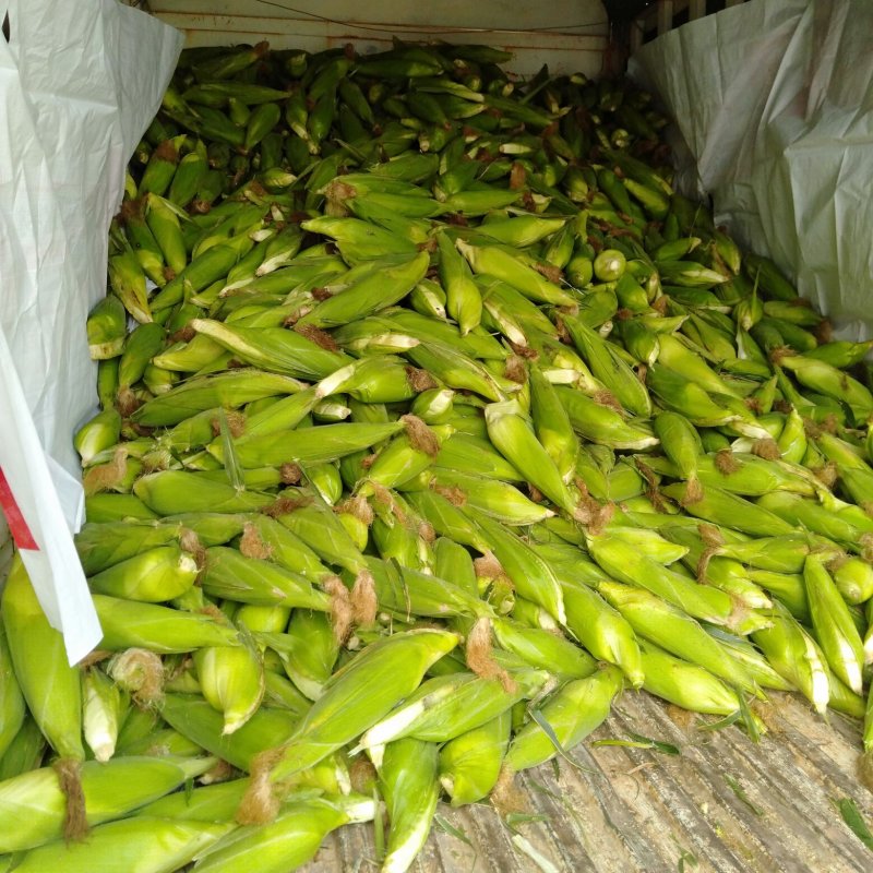 万糯2000玉米