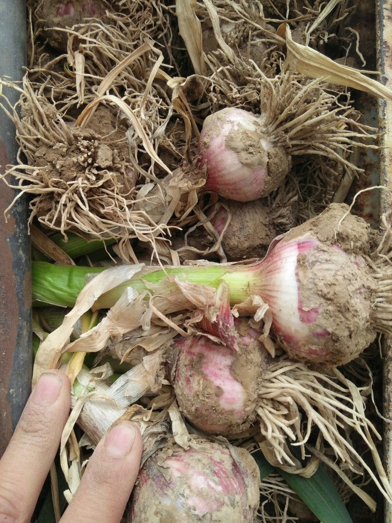 把蒜