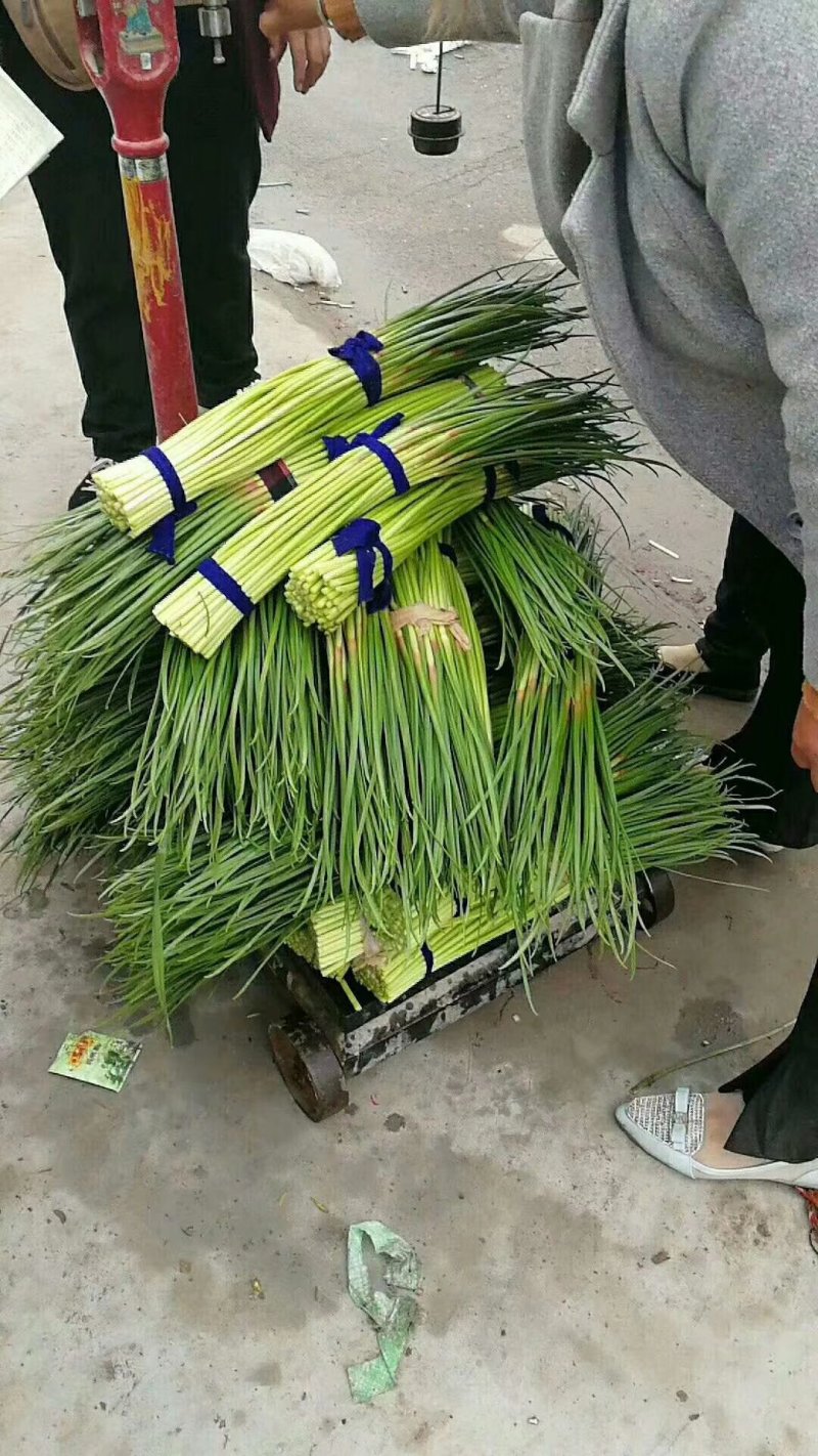 蒜薹大量供应，质优价廉一手货源