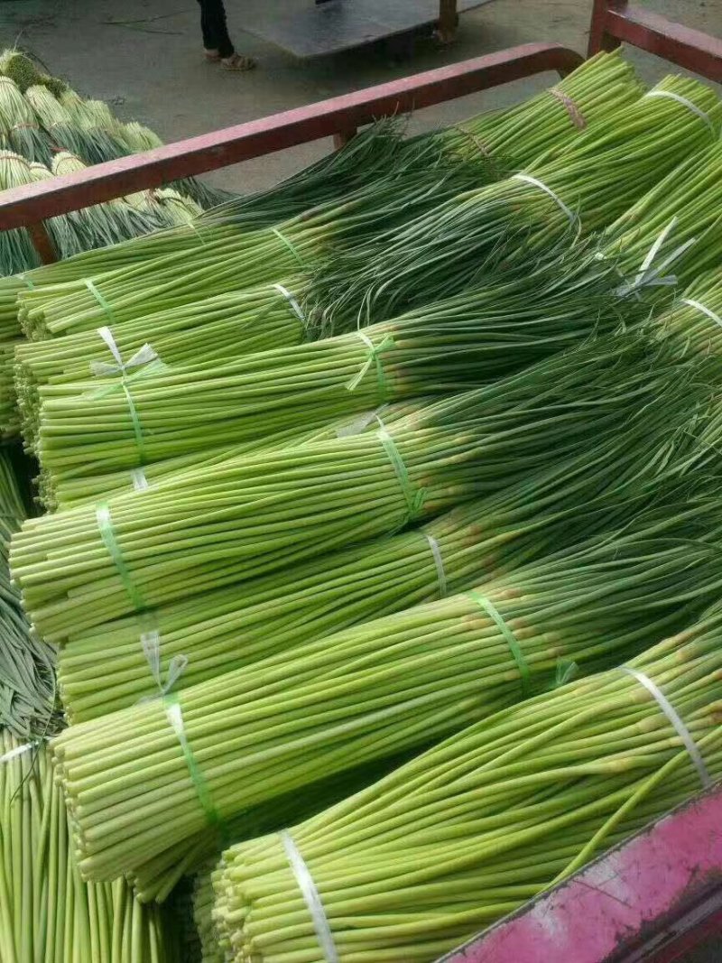 蒜薹大量供应，质优价廉一手货源
