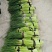 蒜薹大量供应，质优价廉一手货源