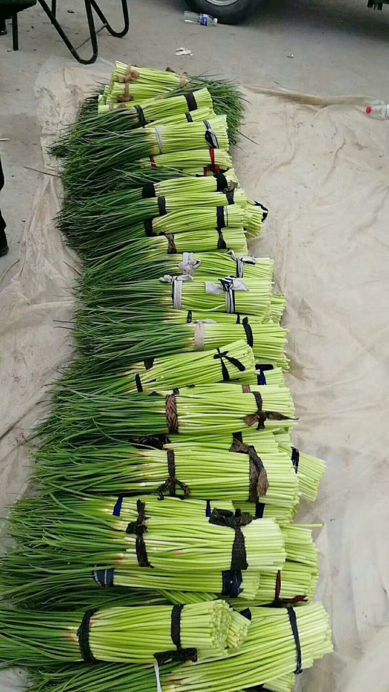 蒜薹大量供应，质优价廉一手货源