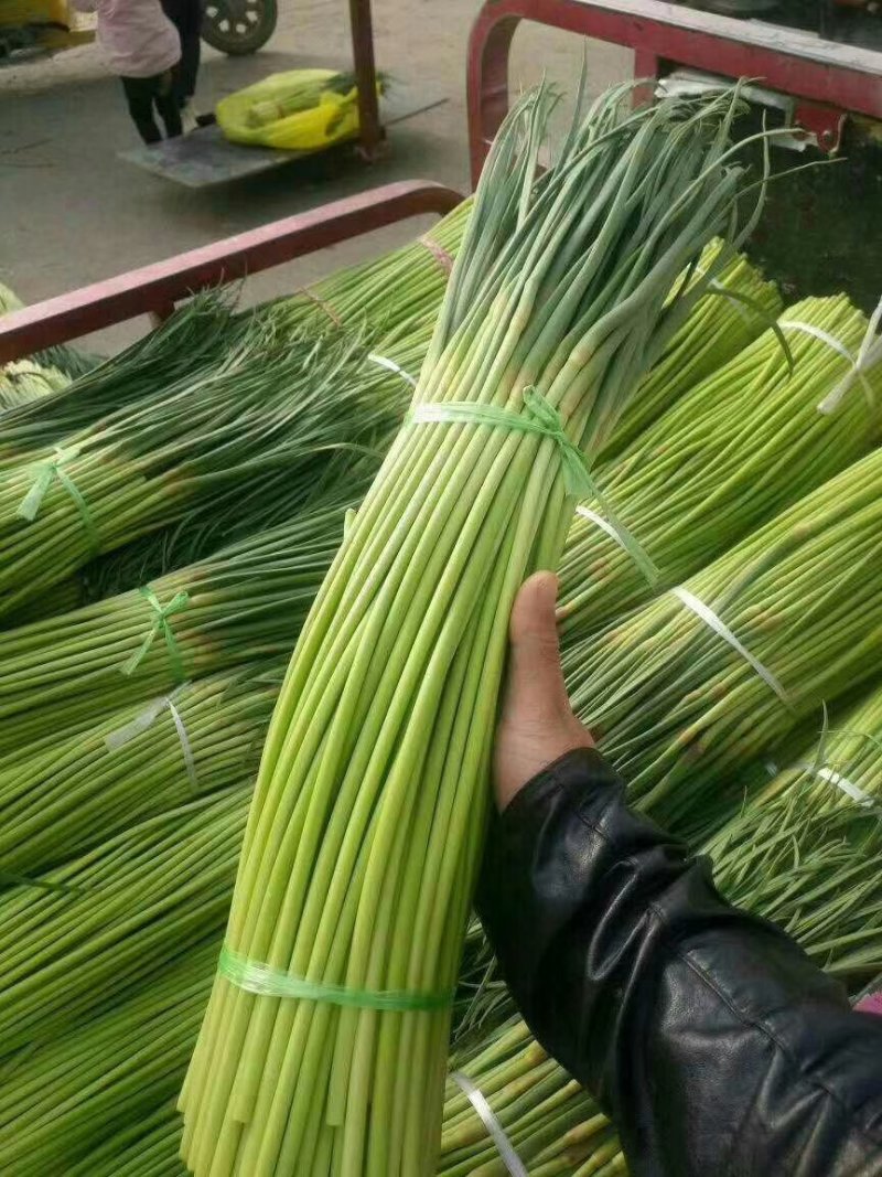 蒜薹大量供应，质优价廉一手货源