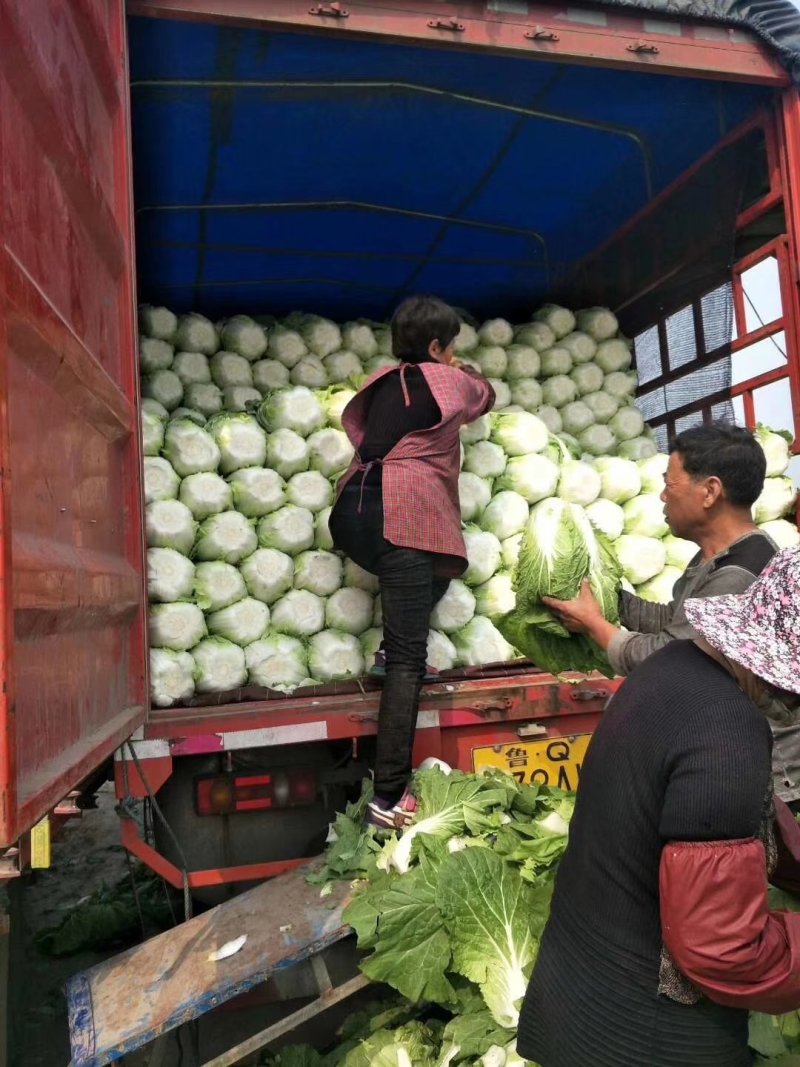 菊锦黄心大白菜无抽苔无烧心产地直销