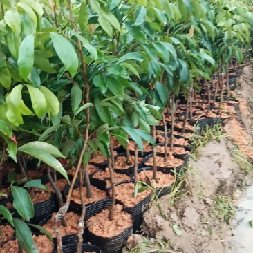 桂味荔枝苗荔枝中的爱马仕核小种植两年挂果
