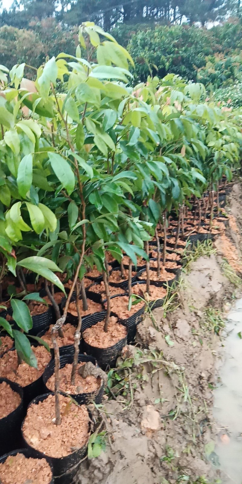 桂味荔枝苗荔枝中的爱马仕核小种植两年挂果