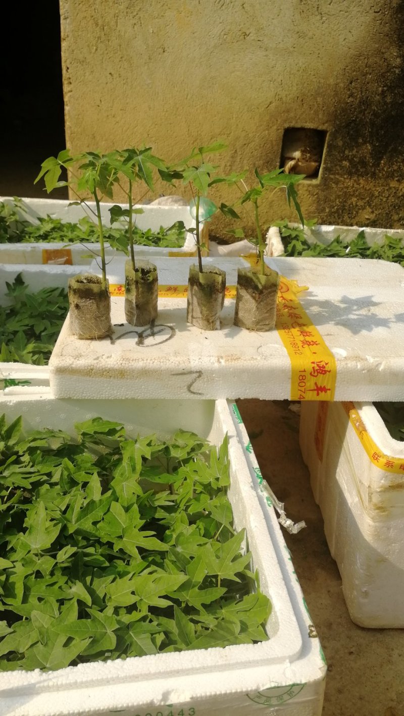 木瓜树苗黄金木瓜苗夏威夷大青大白红菱水果木瓜苗