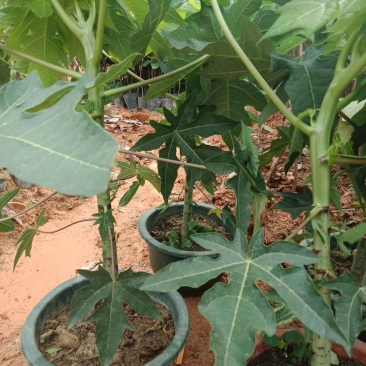 木瓜树苗20~30cm