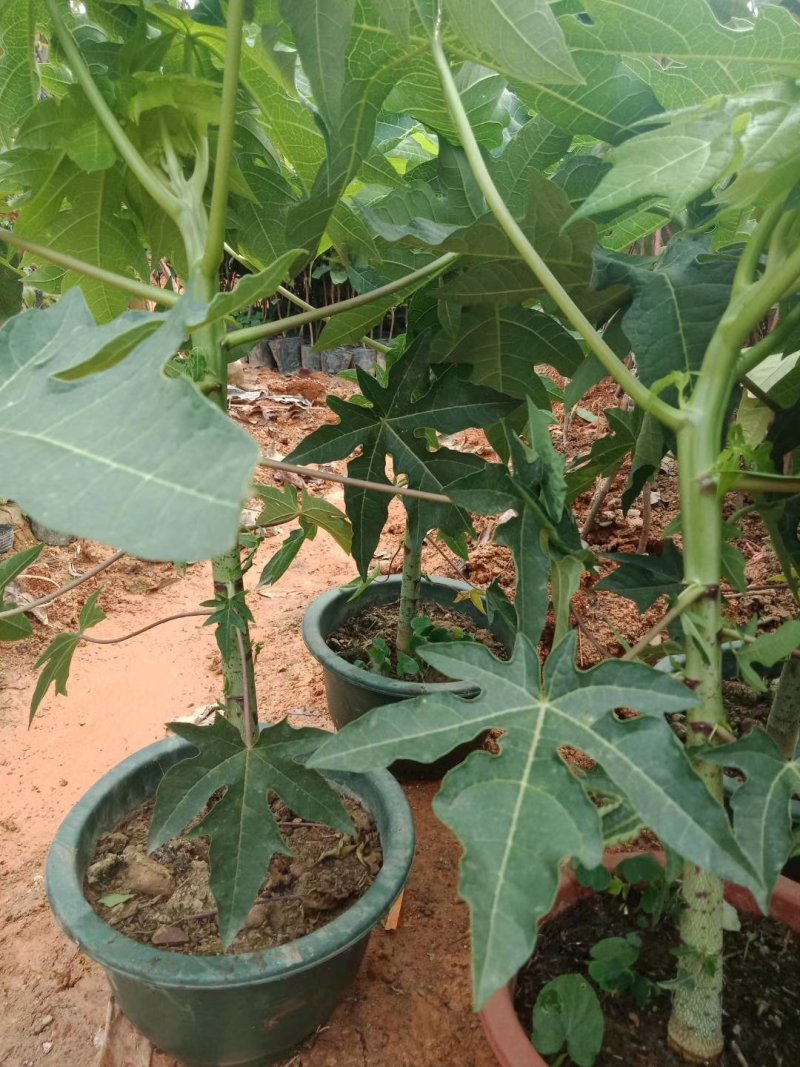 木瓜树苗20~30cm