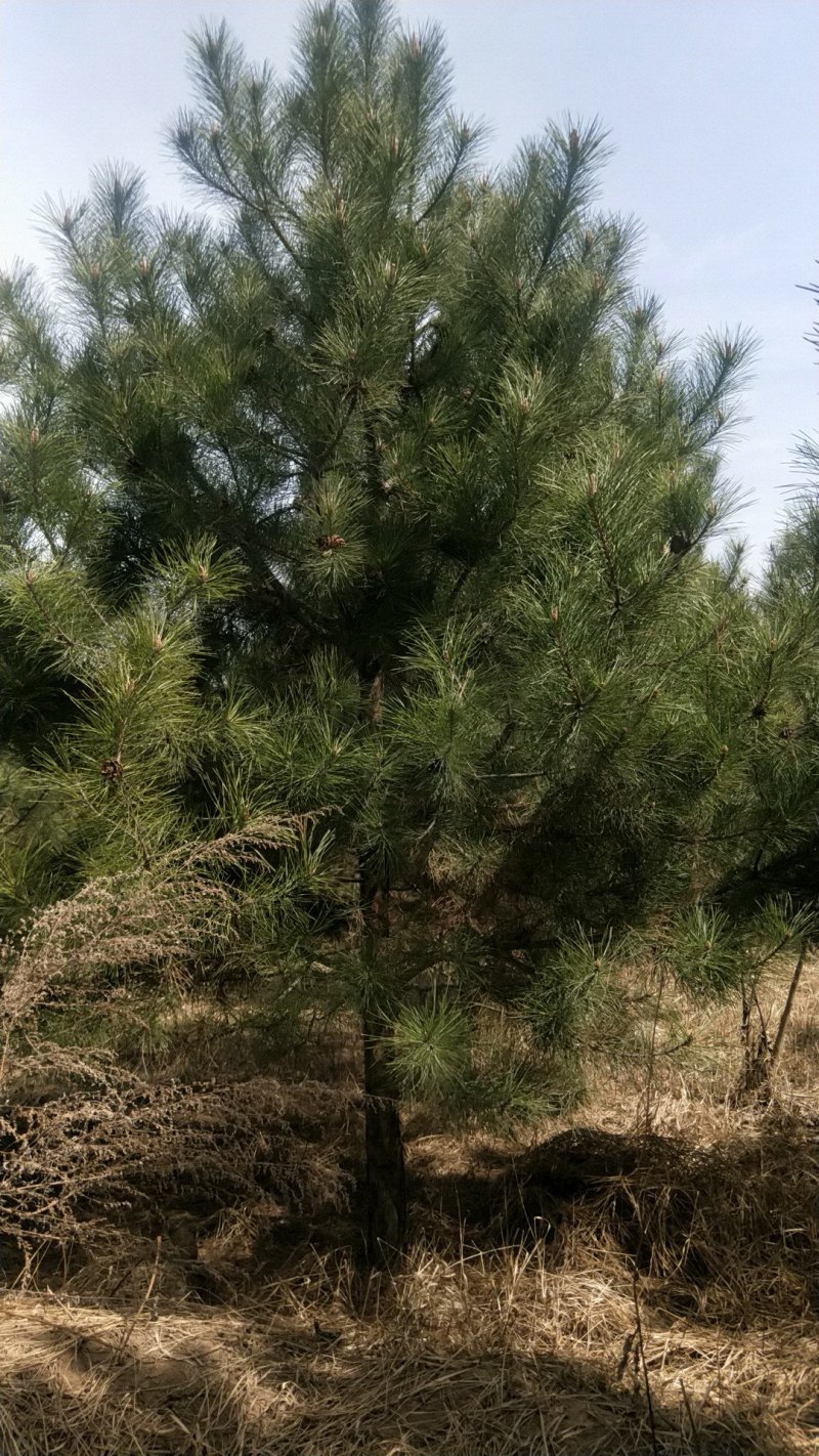 庆阳油松