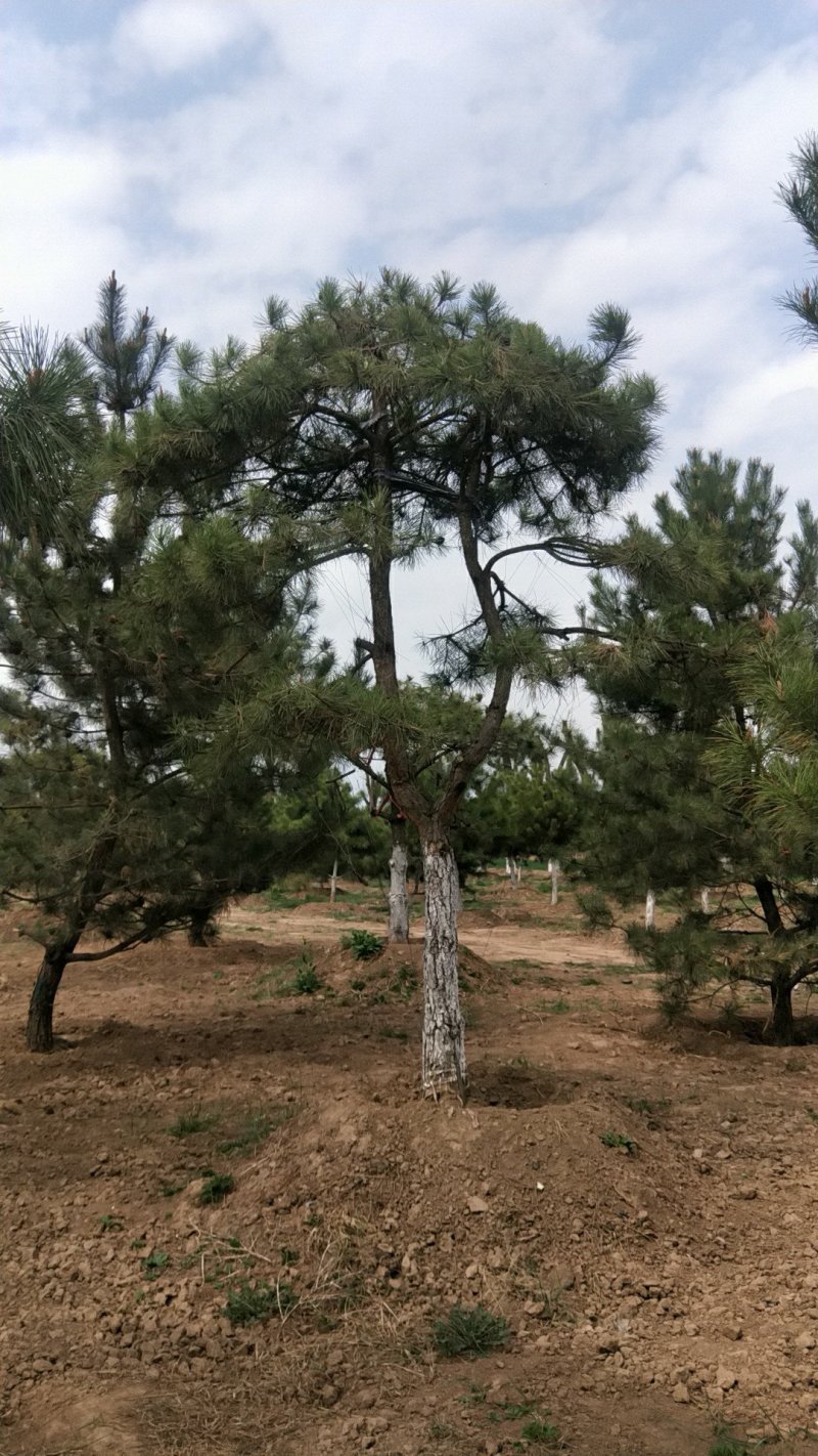 庆阳造型油松