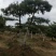 庆阳造型油松