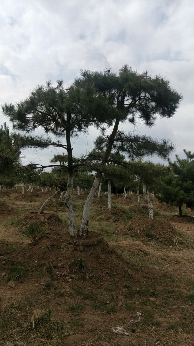 庆阳造型油松