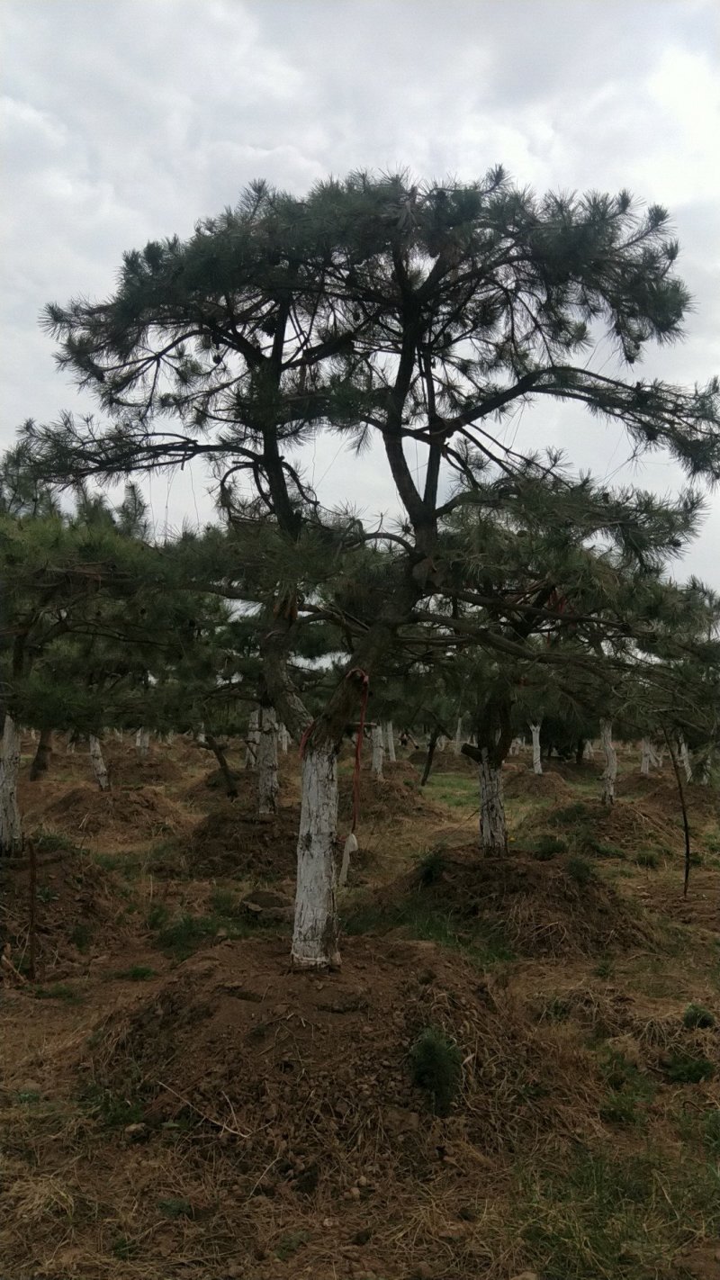 庆阳造型油松
