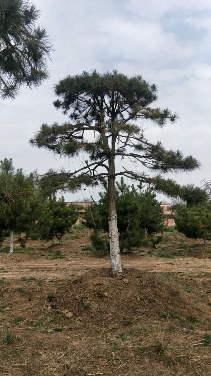 庆阳造型油松