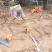 正宗皖南土鸡。山林放养。味道鲜美。大山深处的土鸡