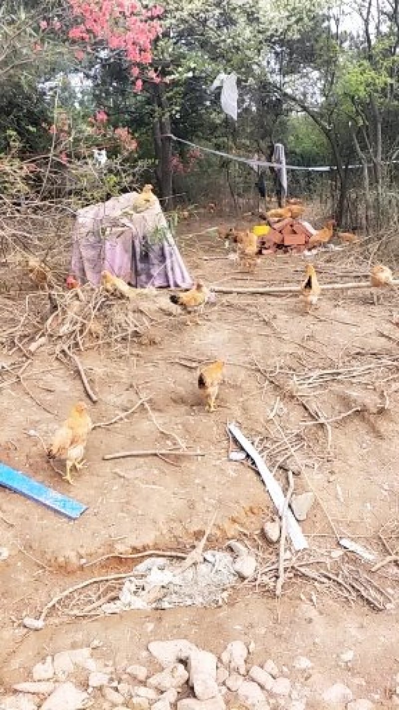 正宗皖南土鸡。山林放养。味道鲜美。大山深处的土鸡