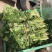 龙薯九号红薯苗15~25cm高成活，量大从优基地直发