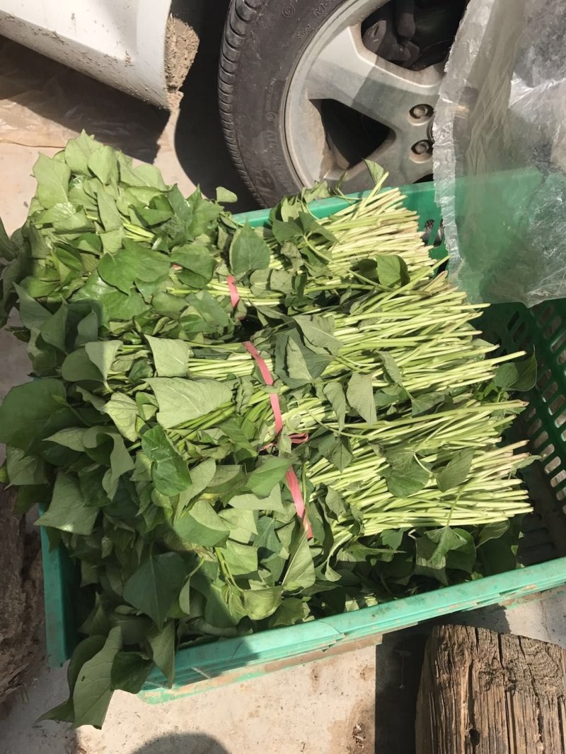 龙薯九号红薯苗15~25cm高成活，量大从优基地直发