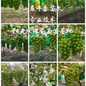 葡萄苗早熟葡萄苗种植葡萄苗大棚葡萄苗山东葡萄苗