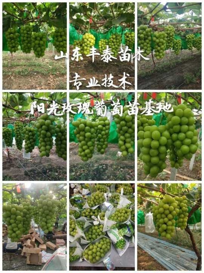 葡萄苗早熟葡萄苗种植葡萄苗大棚葡萄苗山东葡萄苗