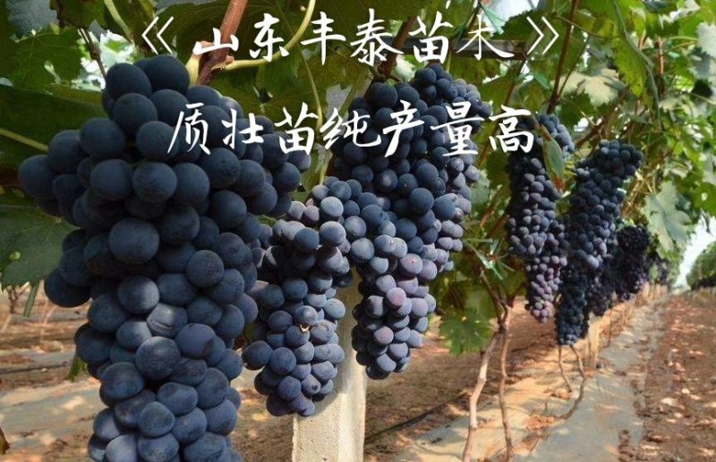 葡萄苗早熟葡萄苗种植葡萄苗大棚葡萄苗山东葡萄苗