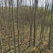 栾树