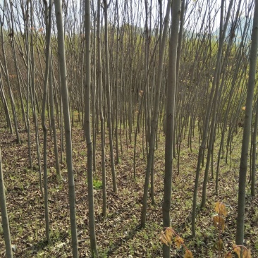 栾树