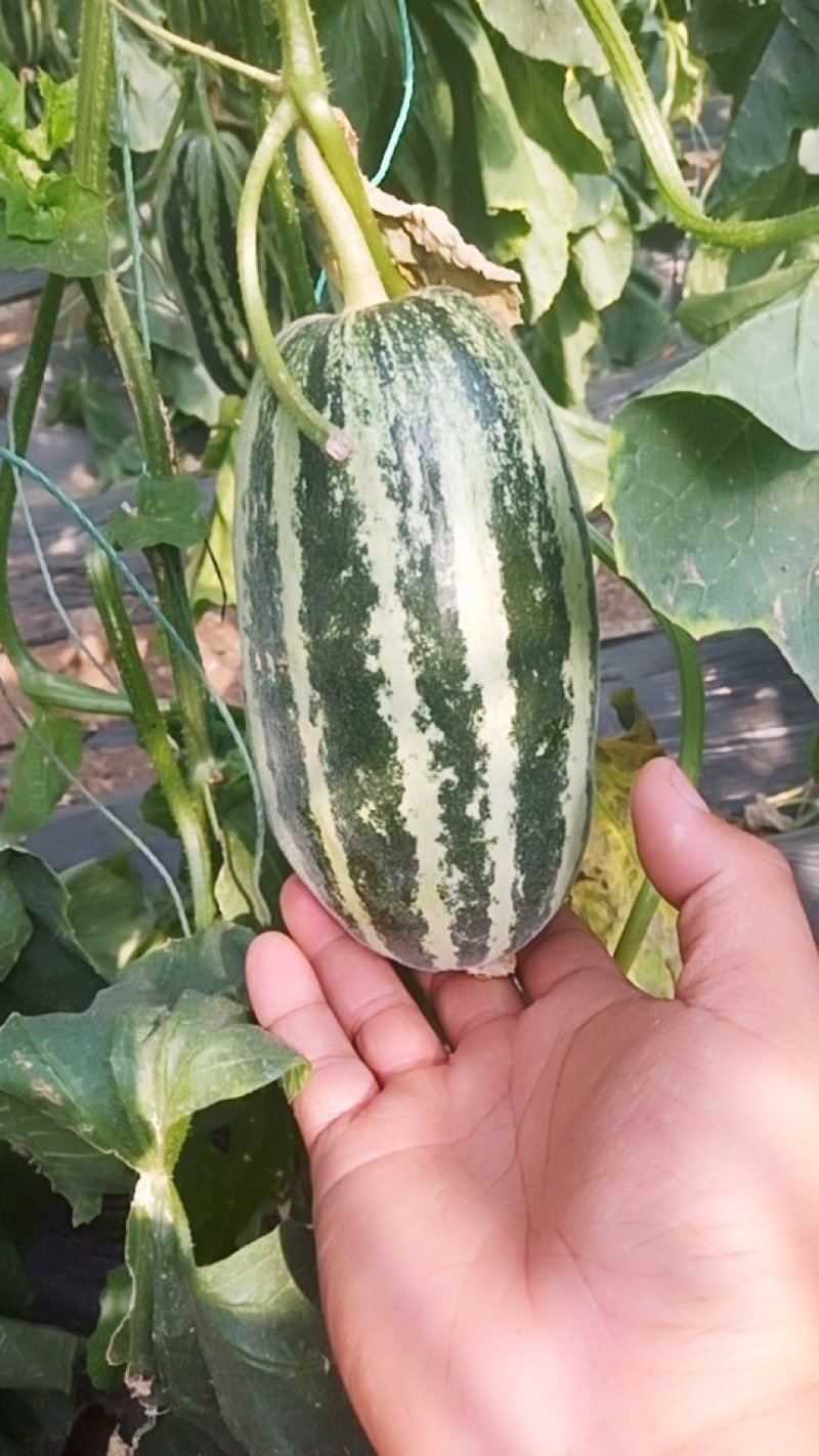 甜瓜精品货通货角子都有