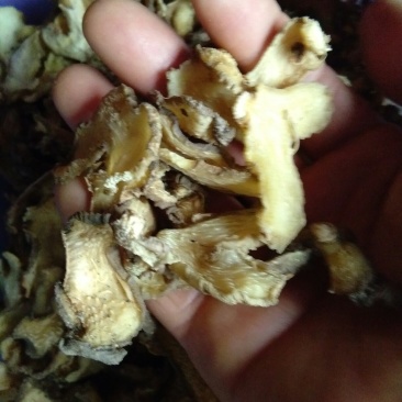 野生黄精片子