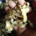 野生黄精片子