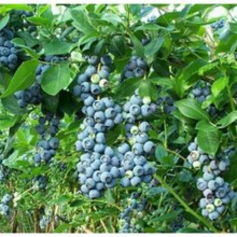 基地供应优质蓝莓苗规格齐全.批发蓝莓苗