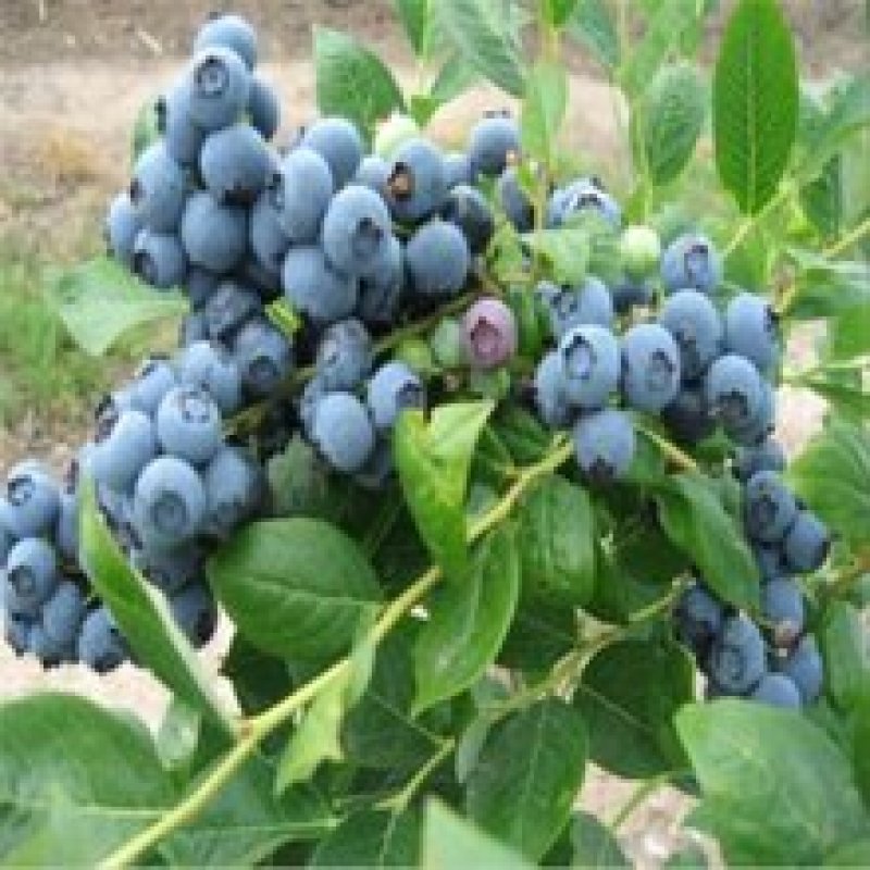 基地供应优质蓝莓苗规格齐全.批发蓝莓苗