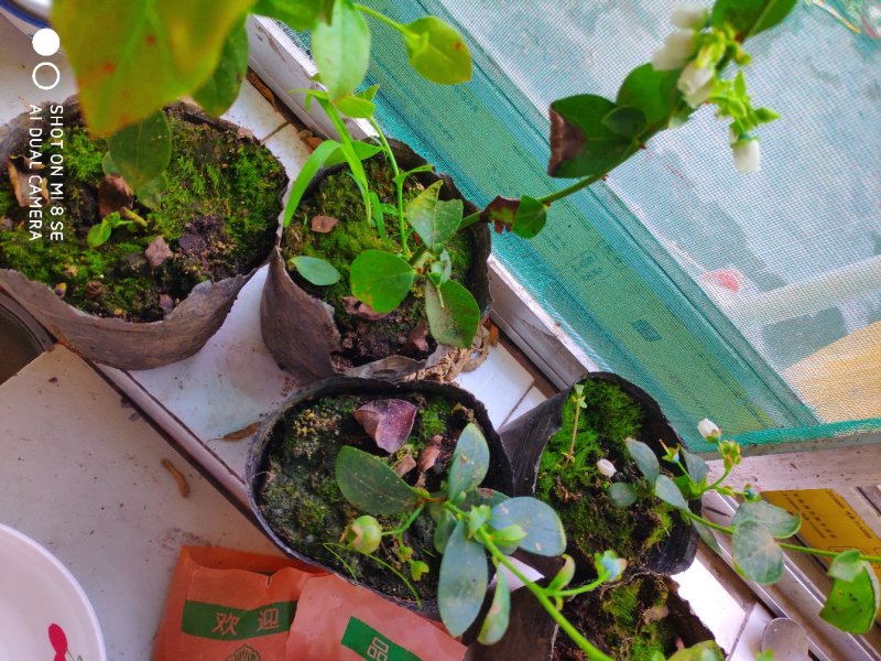 基地供应优质蓝莓苗规格齐全.批发蓝莓苗