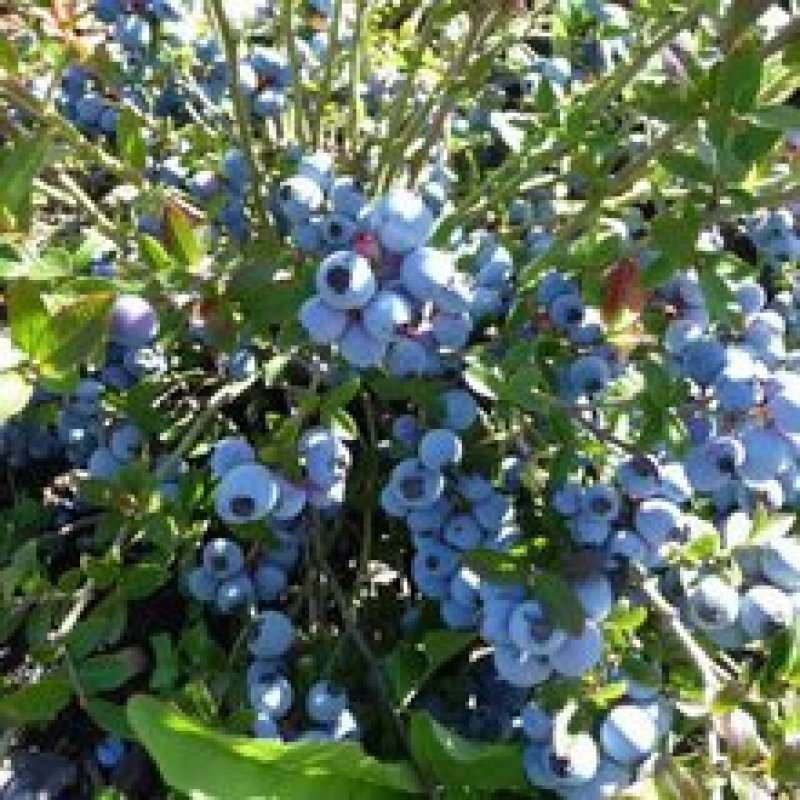 基地供应优质蓝莓苗规格齐全.批发蓝莓苗