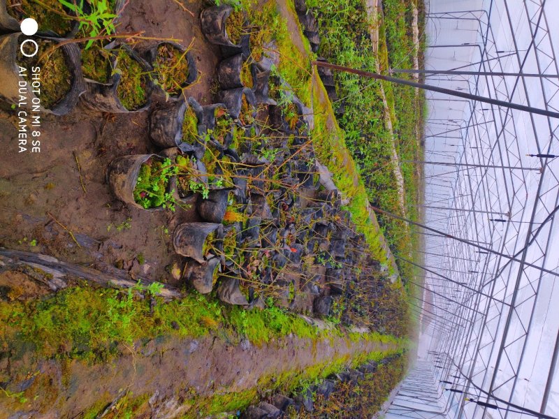 基地供应优质蓝莓苗规格齐全.批发蓝莓苗