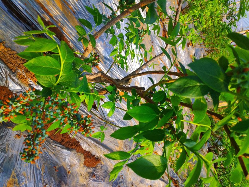 基地供应优质蓝莓苗规格齐全.批发蓝莓苗