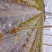 基地供应优质蓝莓苗规格齐全.批发蓝莓苗